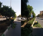 هرس ترافیکی درختان در سطح خیابان های شهر ارومیه