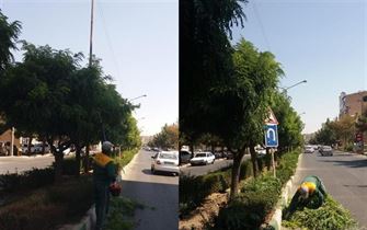 هرس ترافیکی درختان در سطح خیابان های شهر ارومیه